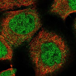ZBTB48 Antibody, Novus Biologicals:Antibodies:Primary Antibodies